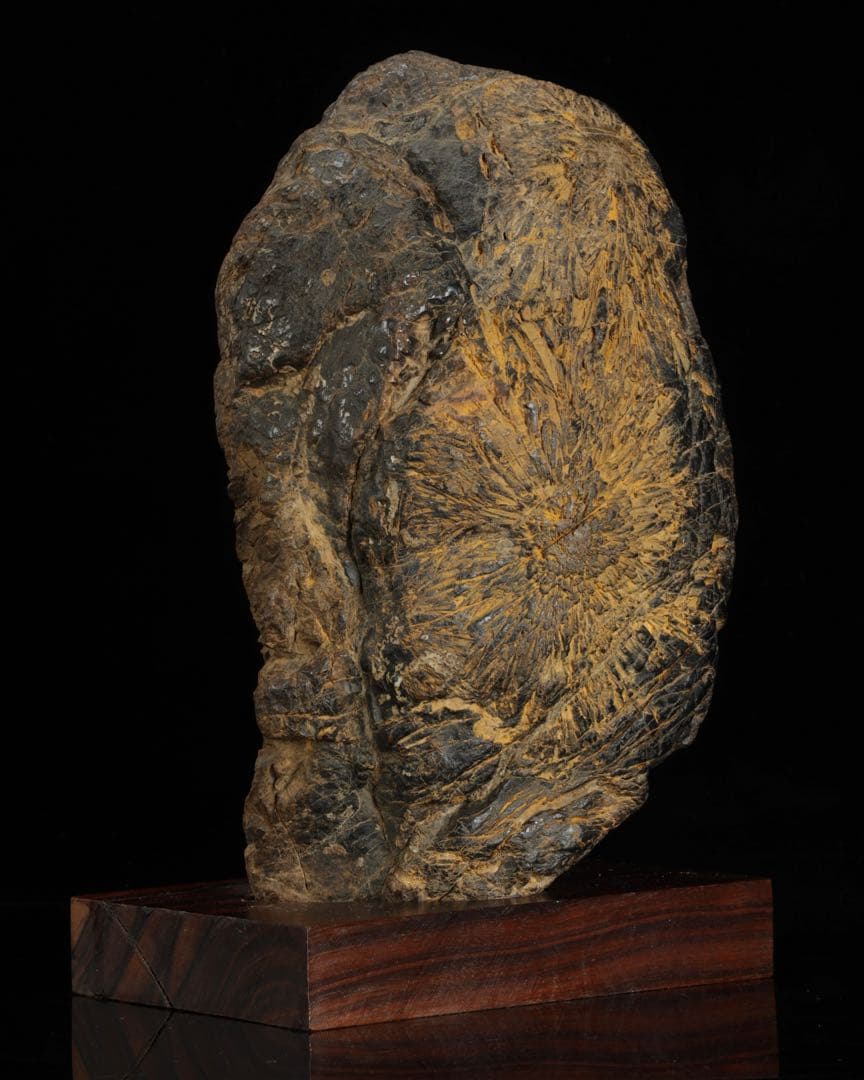 根尾川 菊花石 六華　台座 共箱付 6kg 鑑賞石 原石 自然石 美石 飾石