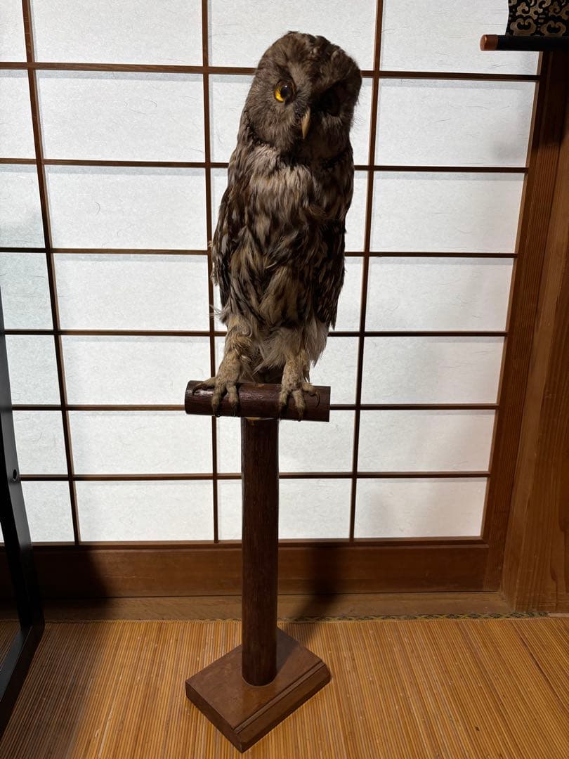 キンメフクロウの置物 木製スタンド付き 約40cm