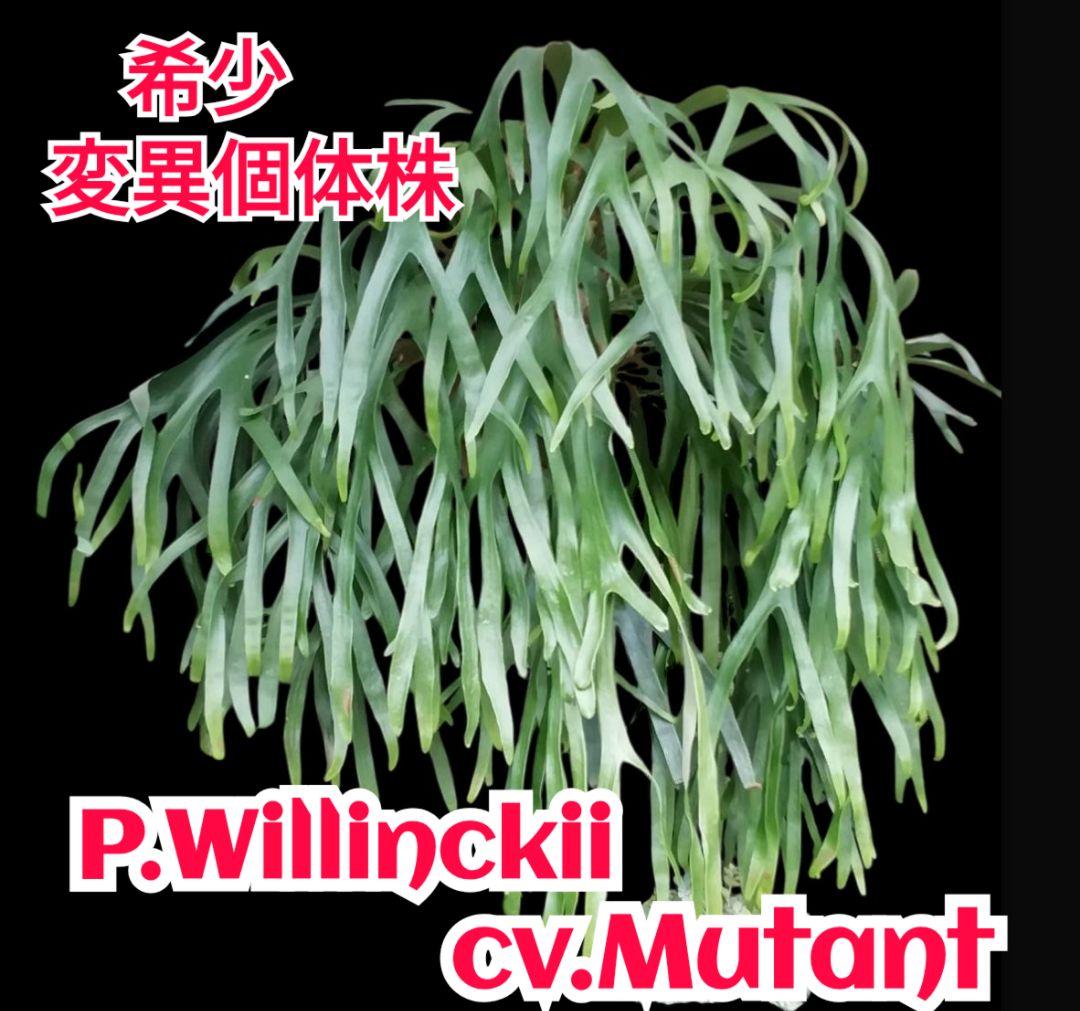 P.Willinckii cv Mutant 　ウイリンキー選抜　変異個体希少株