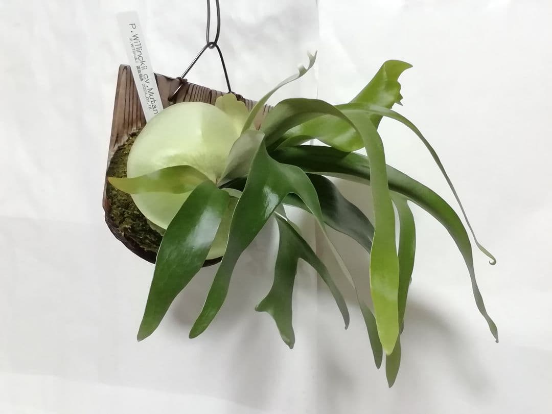 P.Willinckii cv Mutant 　ウイリンキー選抜　変異個体希少株