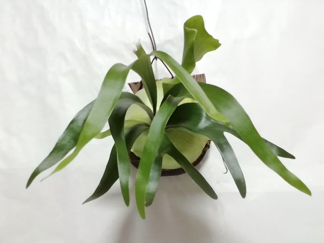 P.Willinckii cv Mutant 　ウイリンキー選抜　変異個体希少株