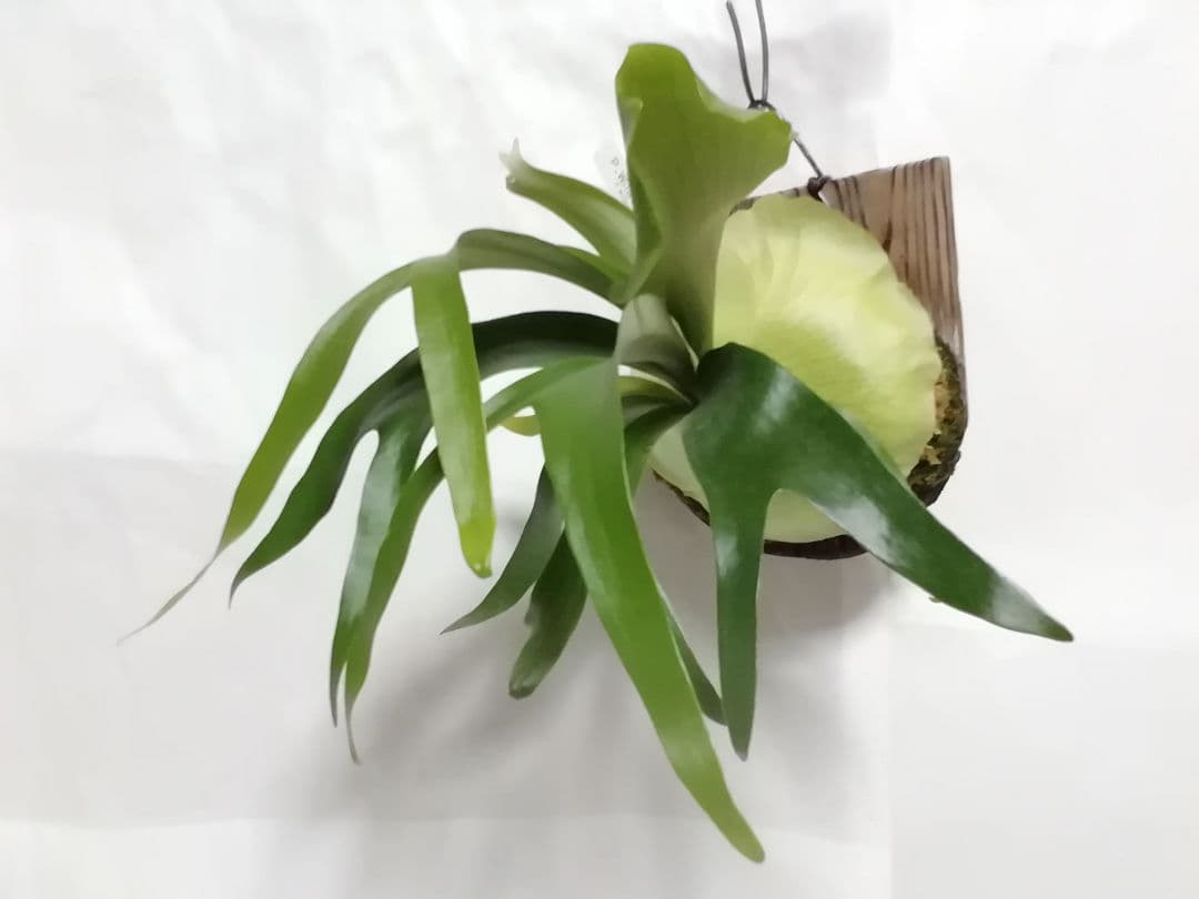 P.Willinckii cv Mutant 　ウイリンキー選抜　変異個体希少株