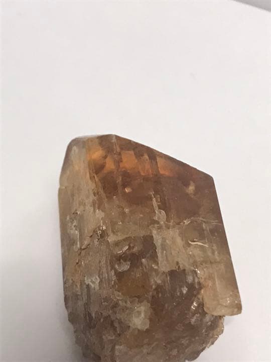 ゴールデンタンビュライト