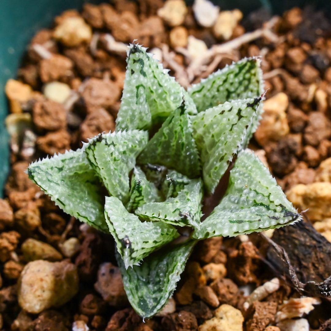 L*8様 ハオルチア ナイルの雫