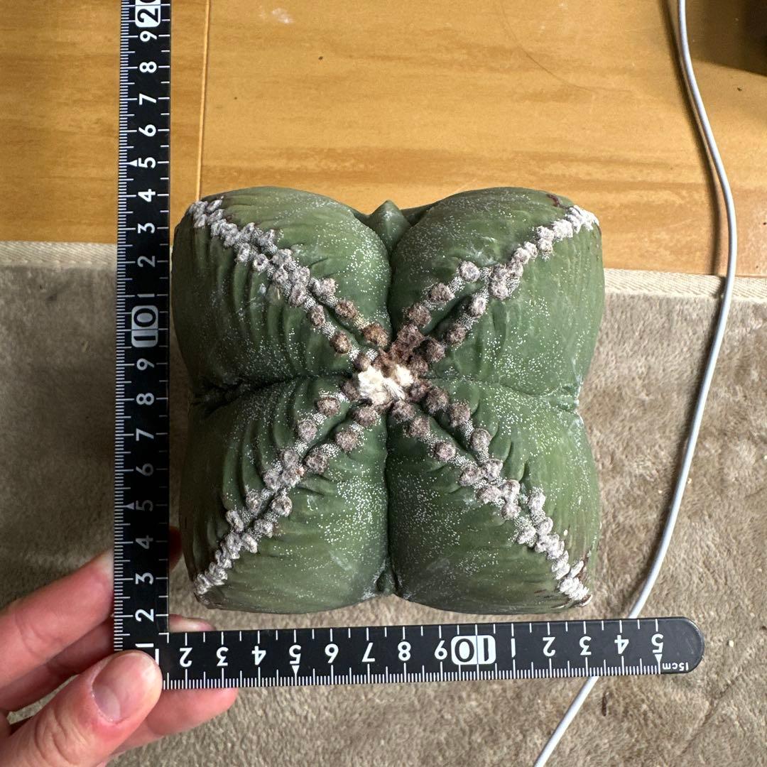 四角ランポー　大株　ランポー玉