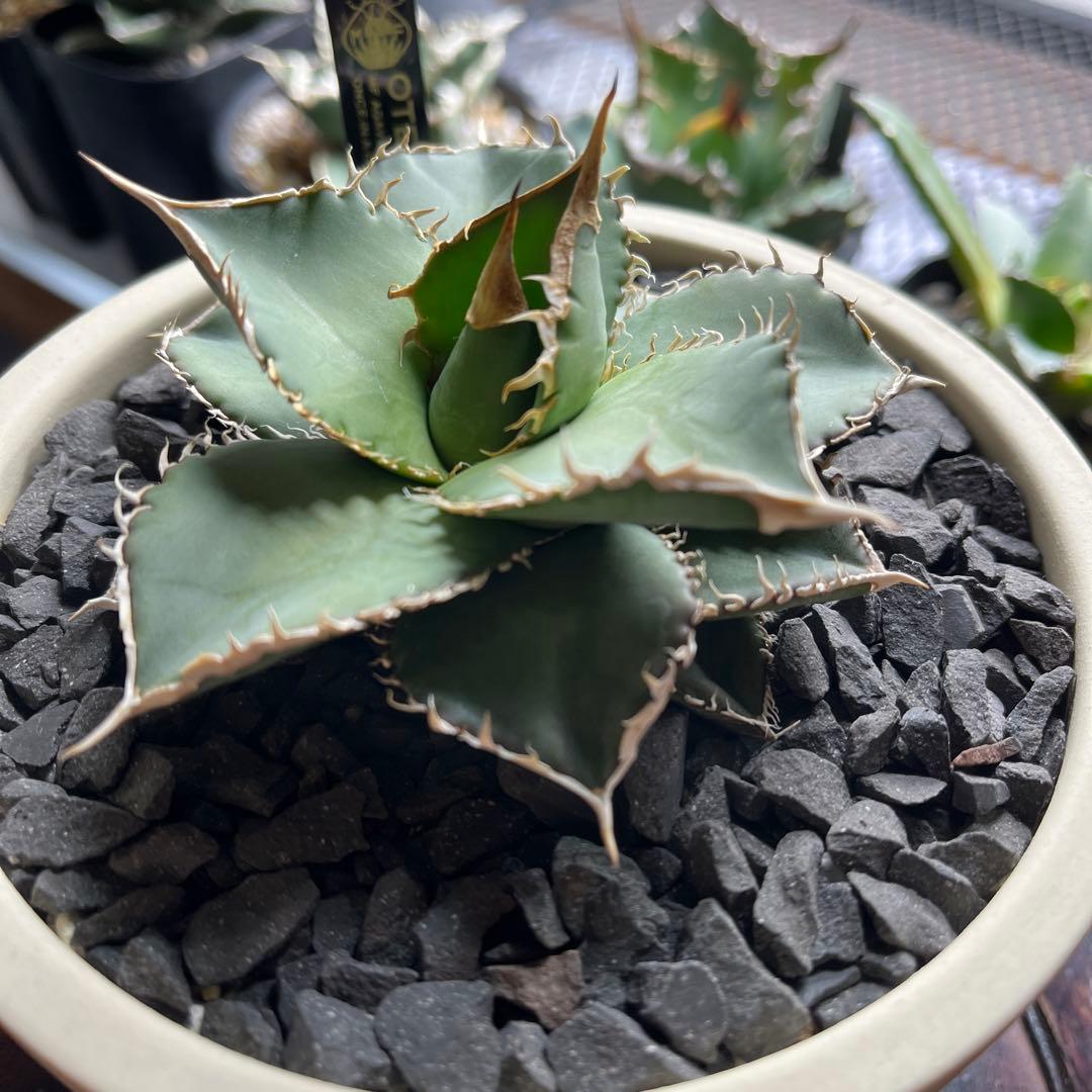 【細棘】アガベ　oteroi（オテロイ）実生選抜株　鉢ごとメルカリ便発送