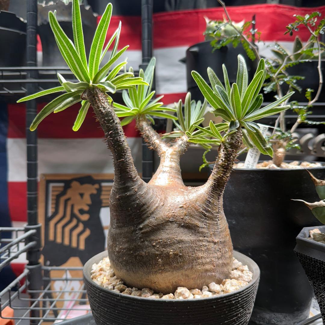 パキポディウム　グラキリス　現地株