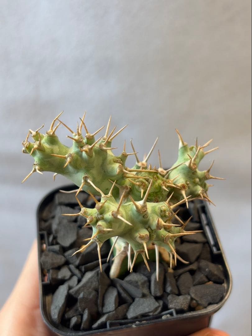 希少珍種 ユーフォルビア・ポンデローサ②Euphorbia ponderosa