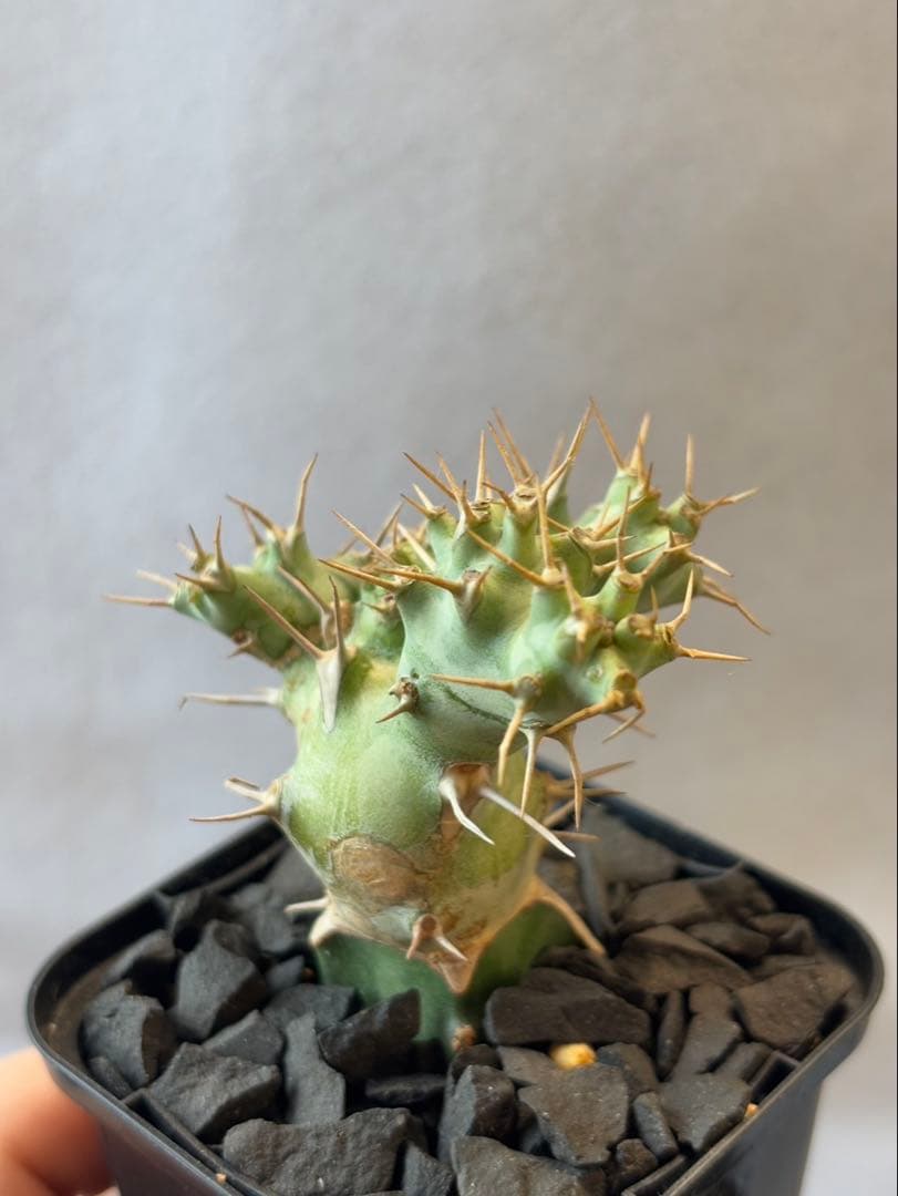 希少珍種 ユーフォルビア・ポンデローサ②Euphorbia ponderosa