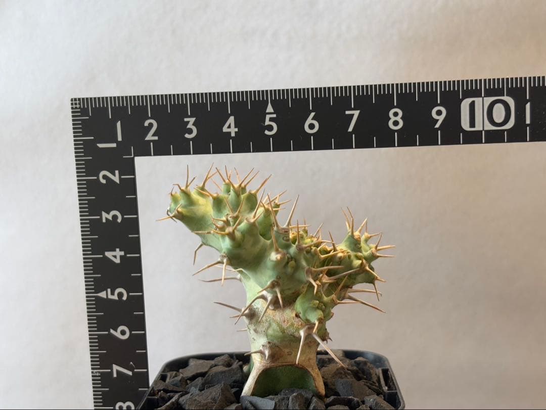 希少珍種 ユーフォルビア・ポンデローサ②Euphorbia ponderosa