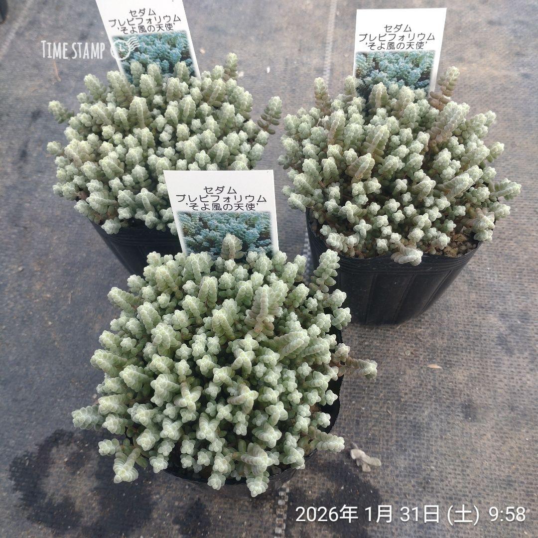1ポット550円　セダム　ブレビフォリウム　そよ風の天使　7.5cmポット