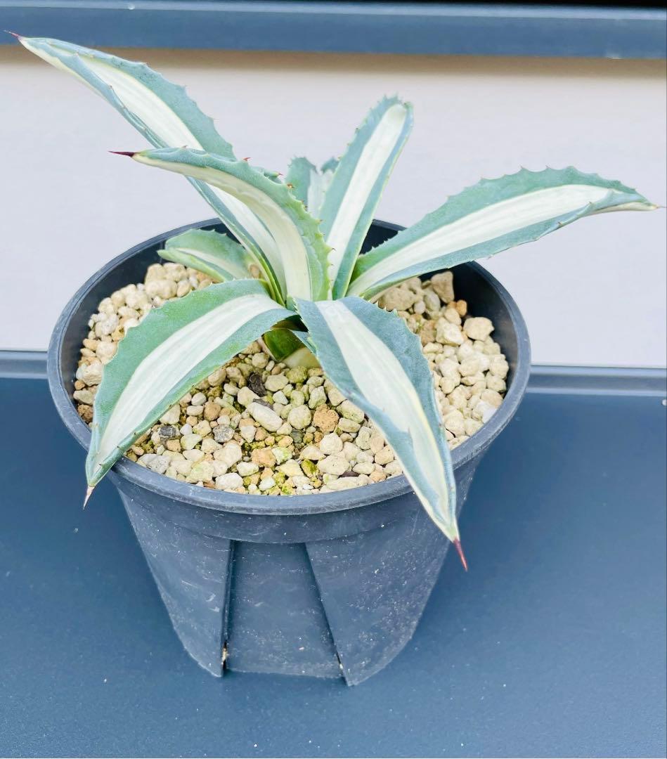 ☆ 葉幅広2株セット☆美株☆大株☆アガベ アメリカーナ華厳