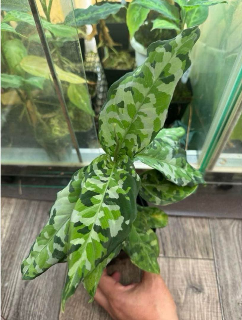 アグラオネマ アンダマン　ナチュラ