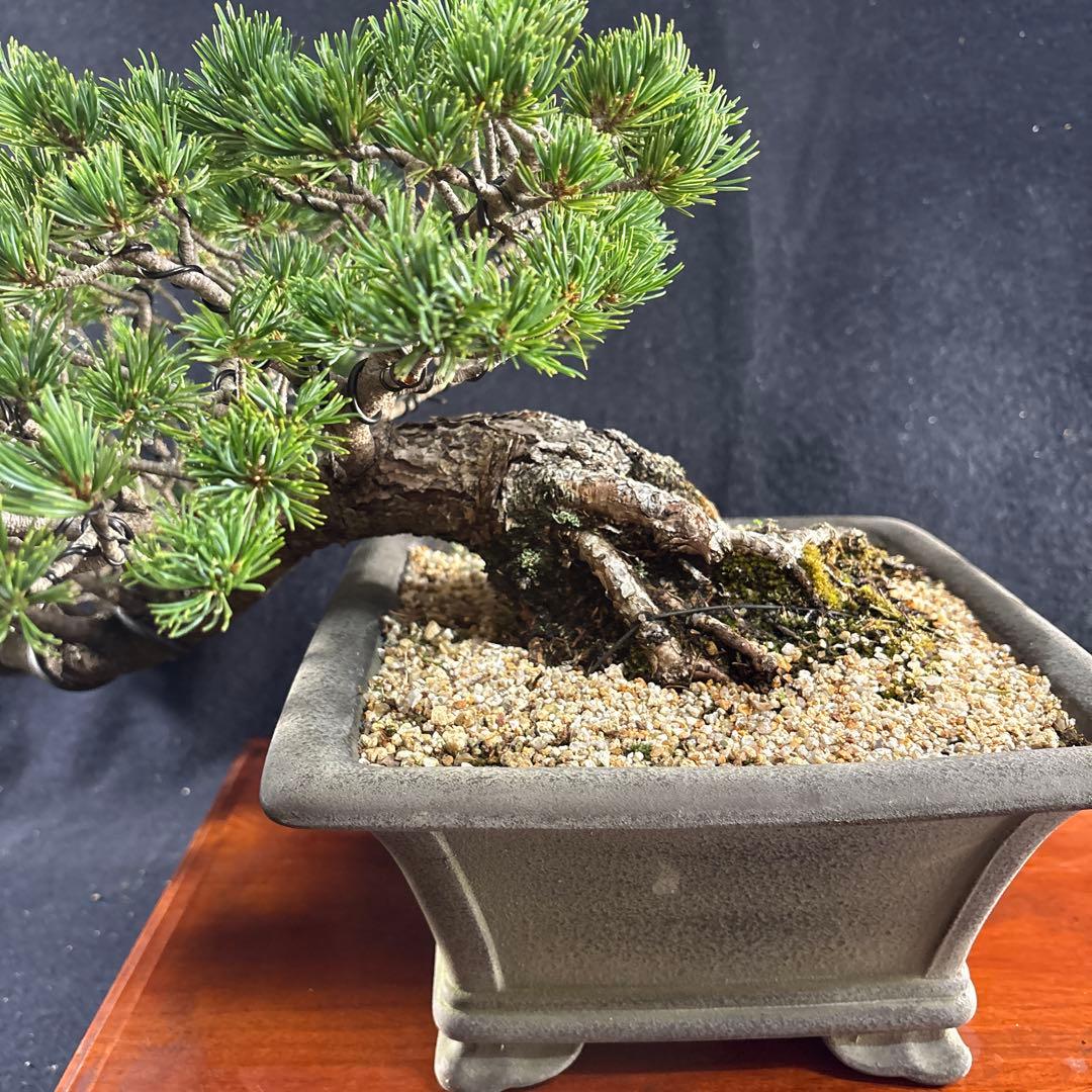 石鎚五葉、懸崖、山採取、60年強 目立った汚れ傷無し くにちん様のみ！