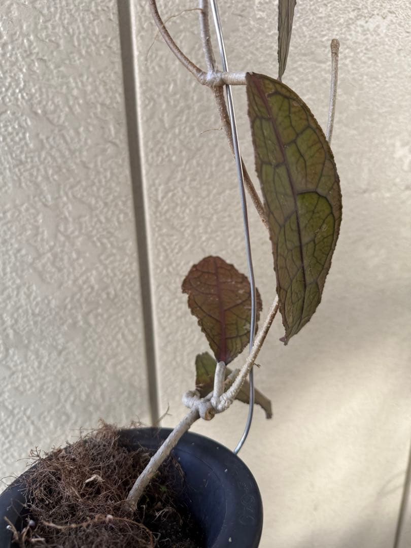 ホヤ ＊Hoya ＊clemensiorum クレメン
