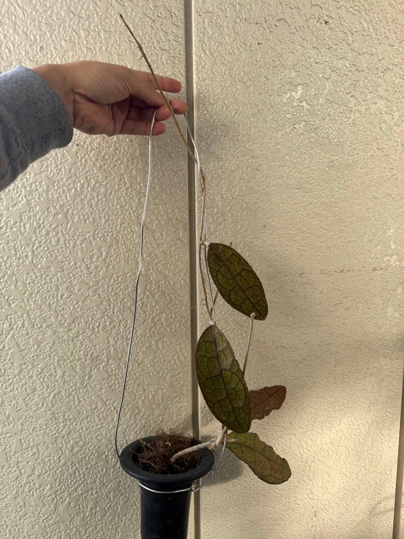 ホヤ ＊Hoya ＊clemensiorum クレメン