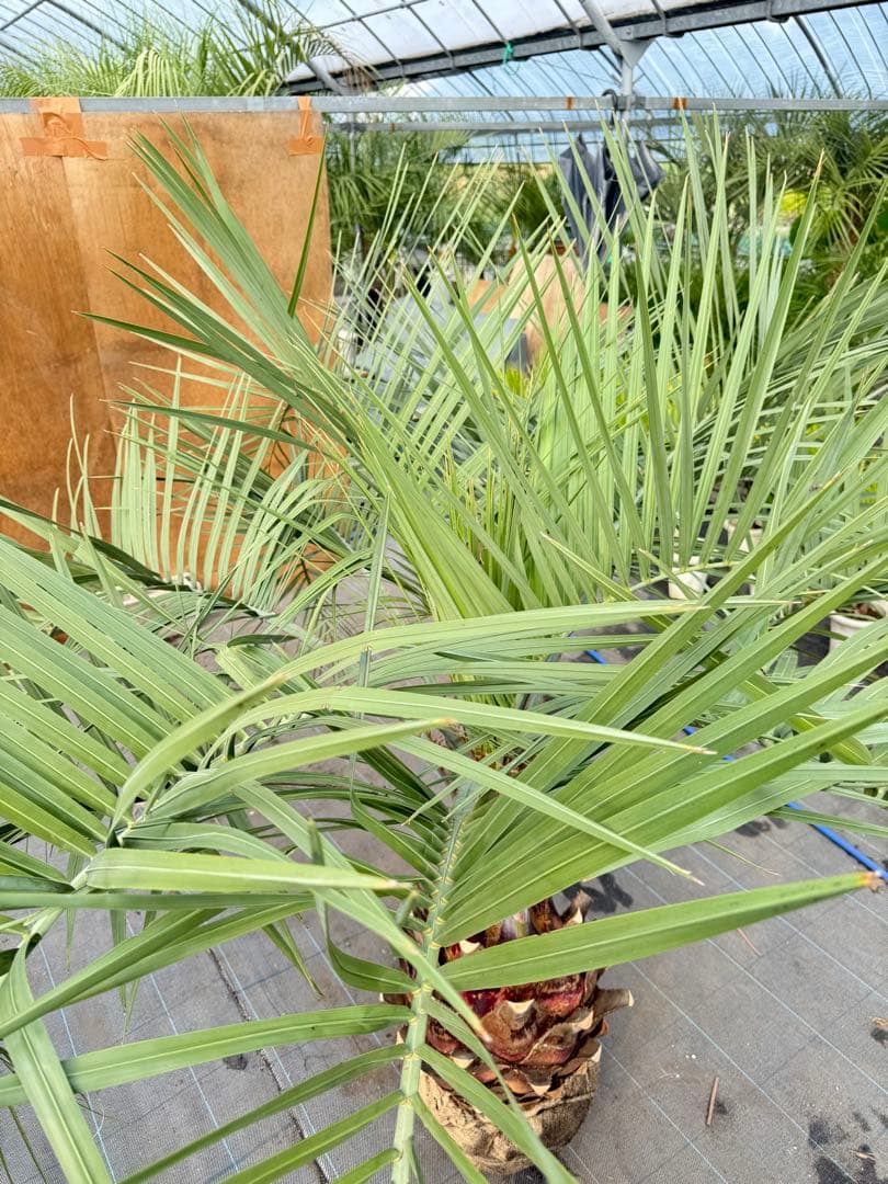 ココスヤシシルバーリーフ【極太美形】葉先170cm幹回り120cm 幹高50cm