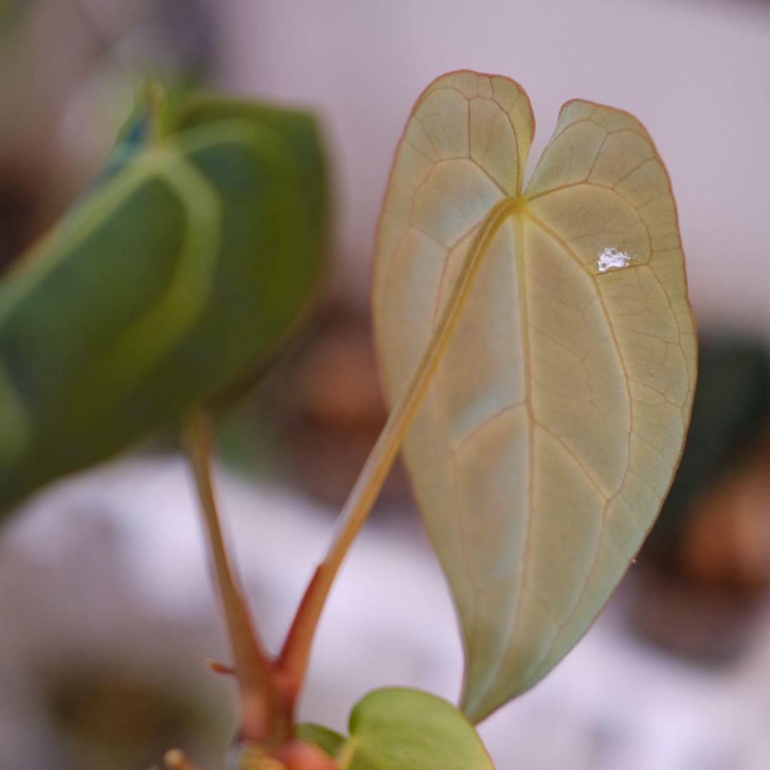 A. carlablackiae × Red Crystallinum NSE