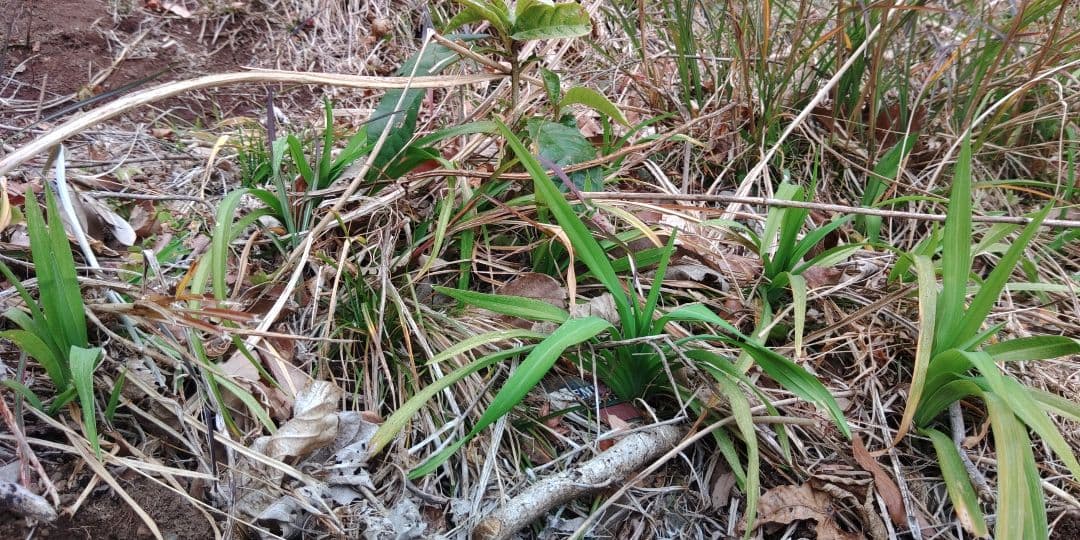 ヤブカンゾウ　×10