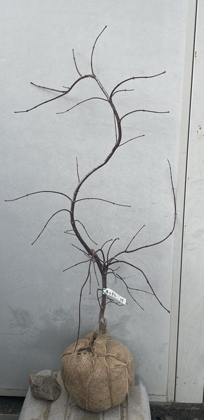 《現品》赤枝垂れ紅葉（アカシダレモミジ）樹高1.1ｍ（根鉢含まず）49【苗木】