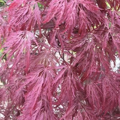 《現品》赤枝垂れ紅葉（アカシダレモミジ）樹高1.1ｍ（根鉢含まず）49【苗木】