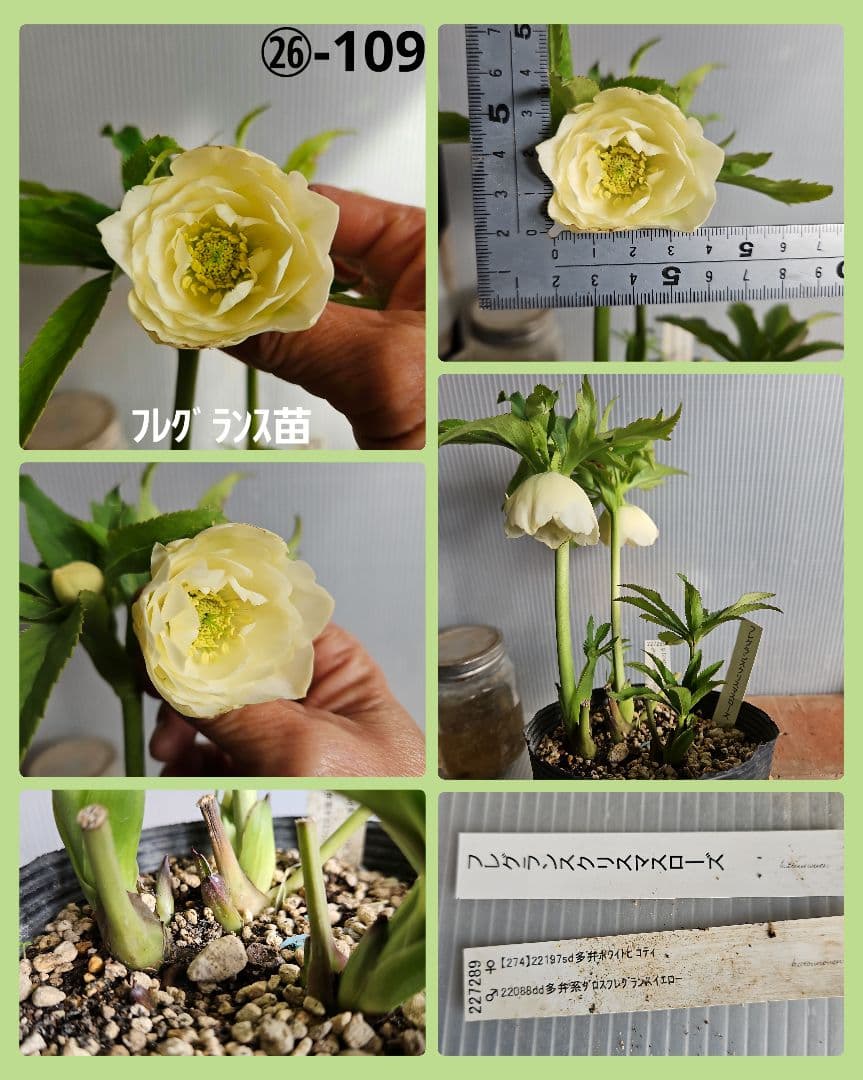 おぎっちょ様ご購入苗㉖-37㉖-109クリスマスローズ