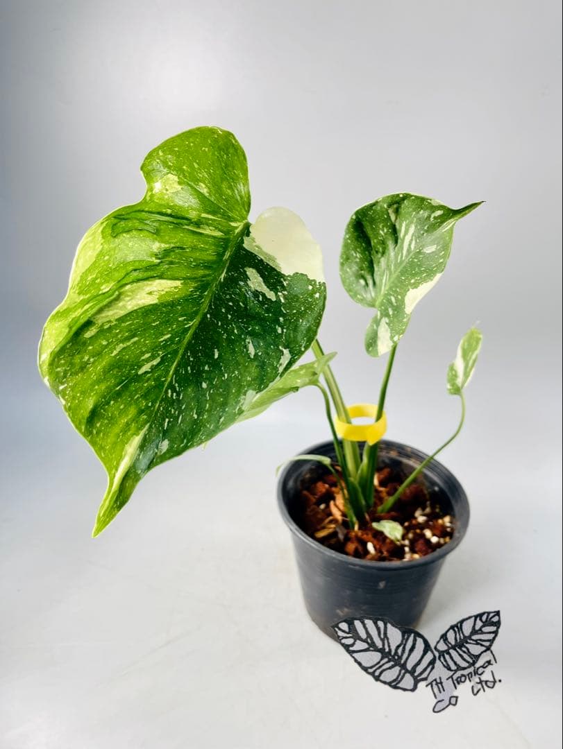 モンステラ デリシオーサ　メデューサ Monstera Medusa