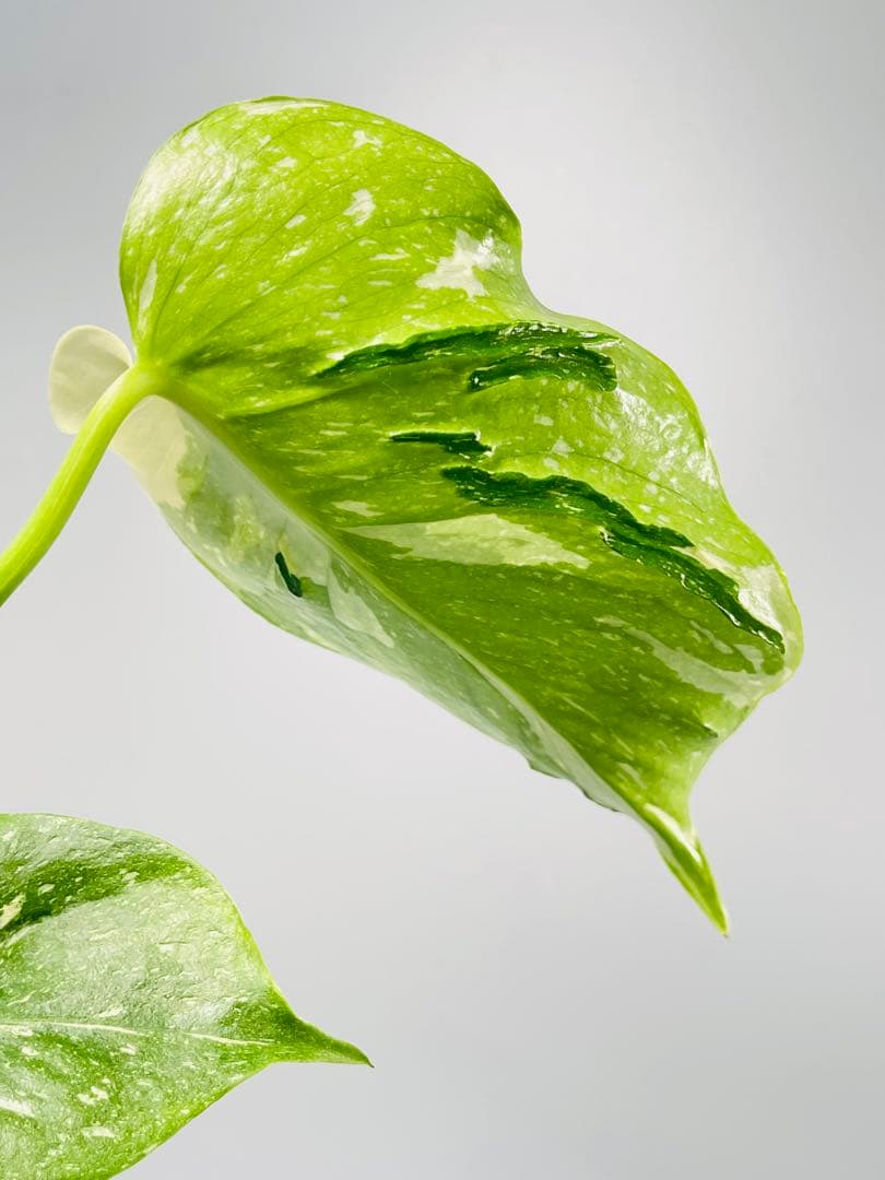 モンステラ デリシオーサ　メデューサ Monstera Medusa