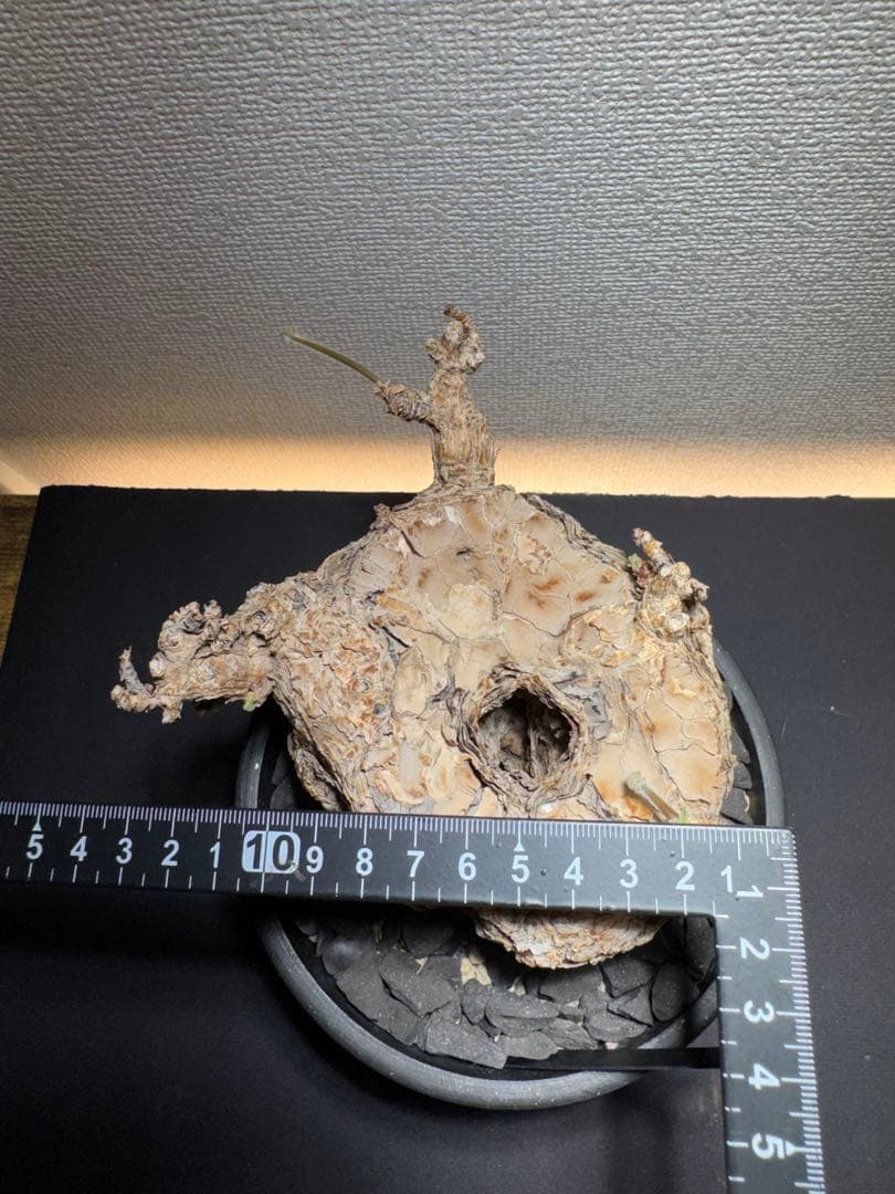 ペラルゴニウム　トリステ　鉢植え発送