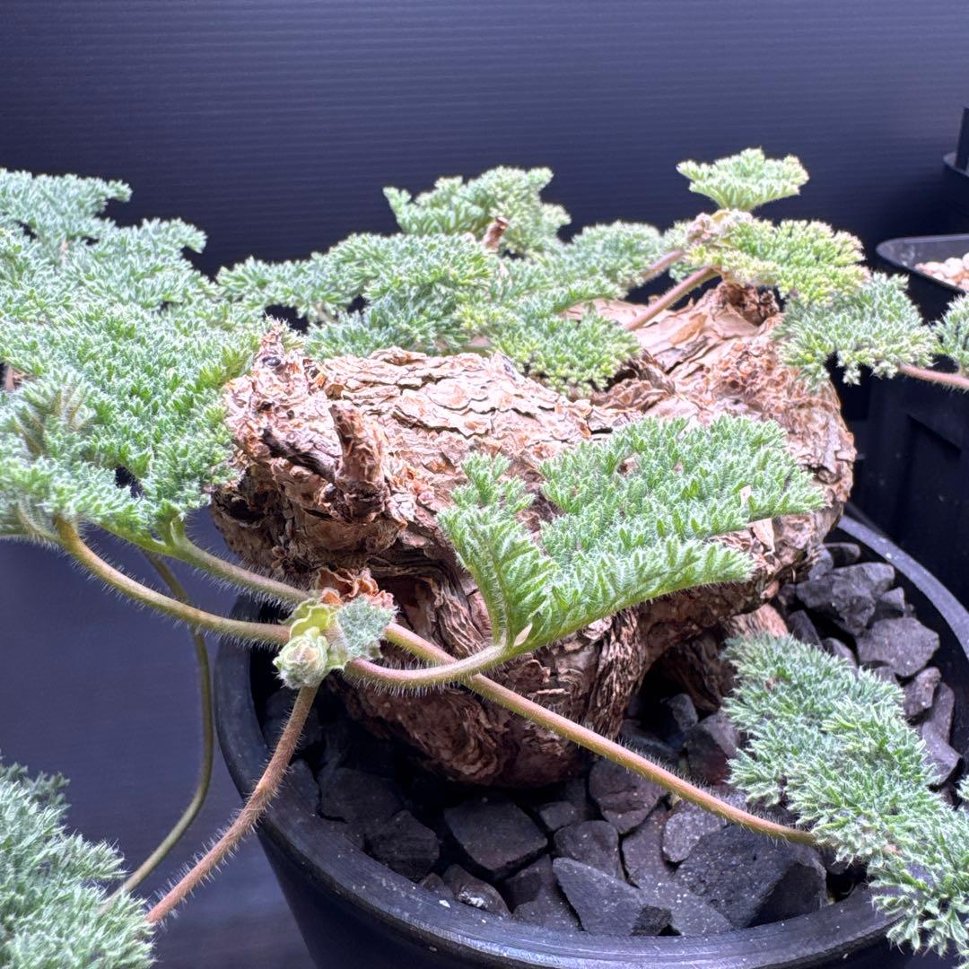 ペラルゴニウム　トリステ　鉢植え発送