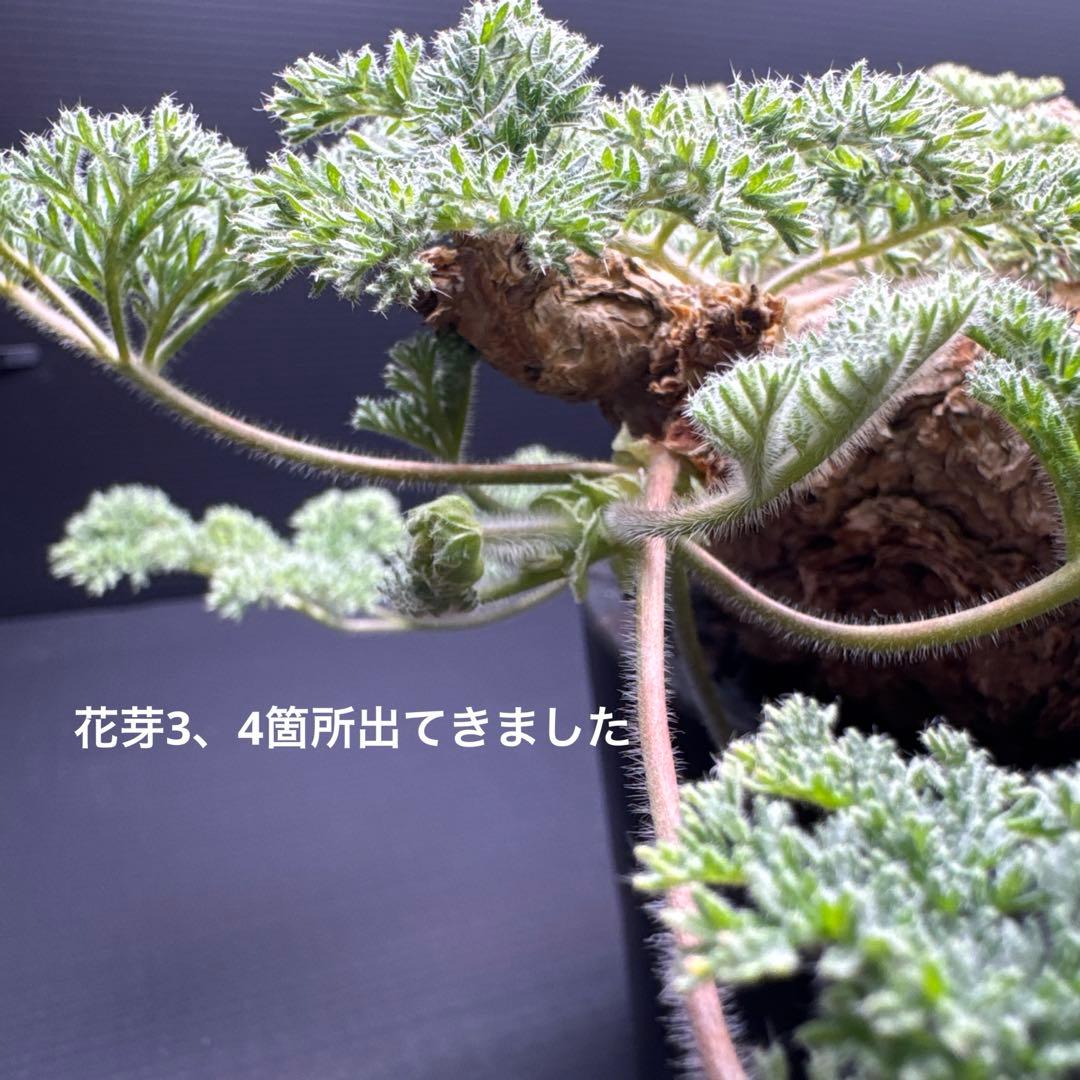 ペラルゴニウム　トリステ　鉢植え発送