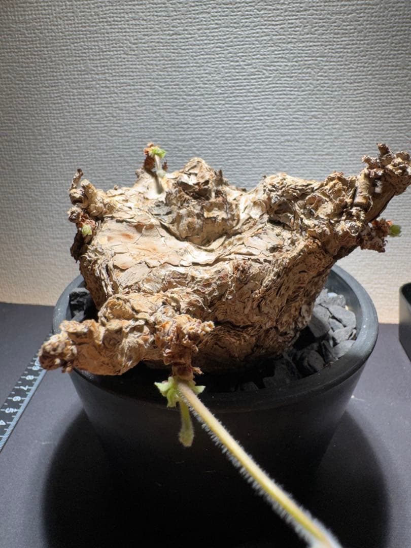 ペラルゴニウム　トリステ　鉢植え発送