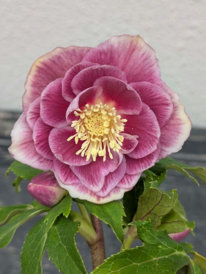 広瀬園芸 クリスマスローズ ソレイユdd 優美なグラデーション発色