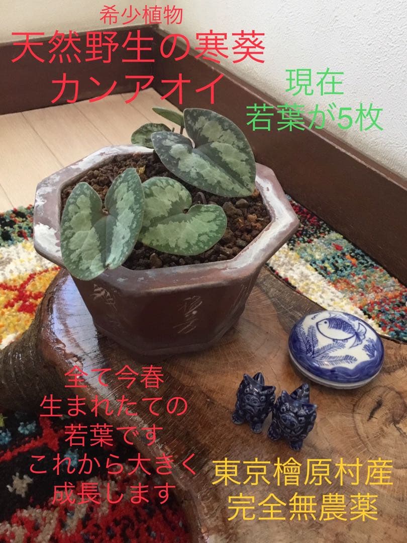 全て今春生まれたて若葉【斑入り/天然野生の寒葵＊カンアオイ】更に大きく成長します