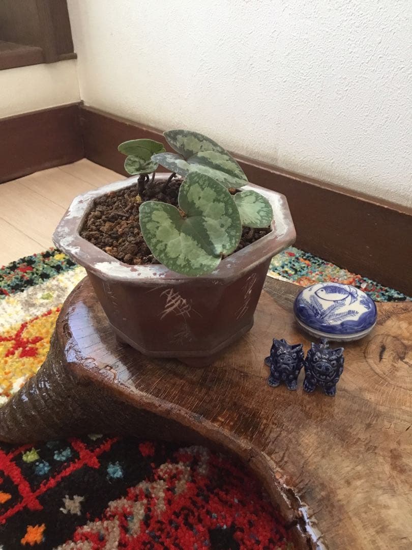 全て今春生まれたて若葉【斑入り/天然野生の寒葵＊カンアオイ】更に大きく成長します