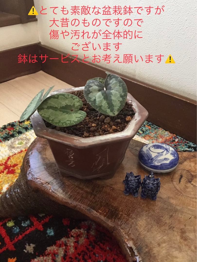 全て今春生まれたて若葉【斑入り/天然野生の寒葵＊カンアオイ】更に大きく成長します