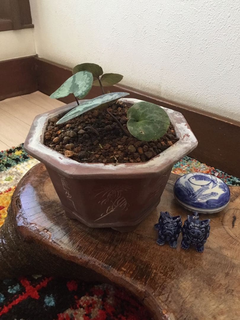 全て今春生まれたて若葉【斑入り/天然野生の寒葵＊カンアオイ】更に大きく成長します