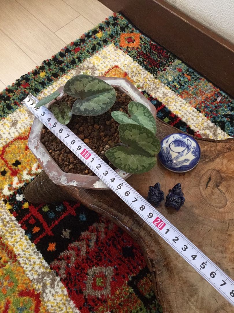 全て今春生まれたて若葉【斑入り/天然野生の寒葵＊カンアオイ】更に大きく成長します