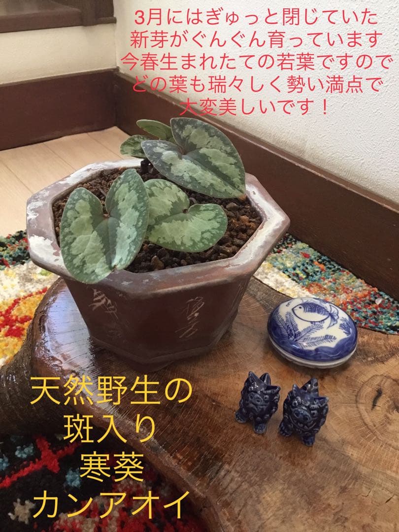 全て今春生まれたて若葉【斑入り/天然野生の寒葵＊カンアオイ】更に大きく成長します