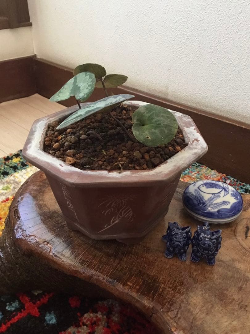 全て今春生まれたて若葉【斑入り/天然野生の寒葵＊カンアオイ】更に大きく成長します