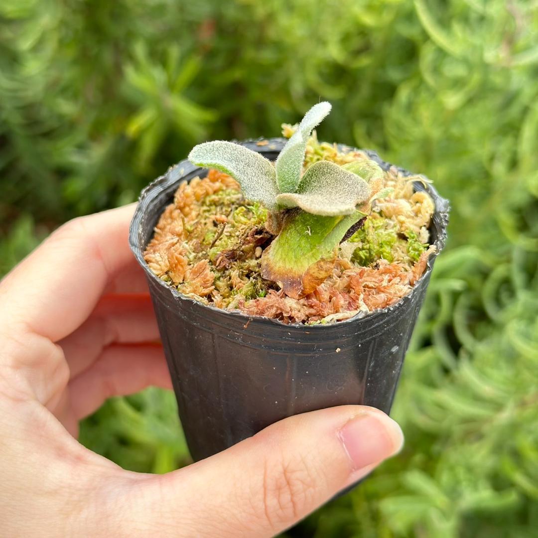 メルカリ便！P.willinckii ’Asurada’ Sporeling03