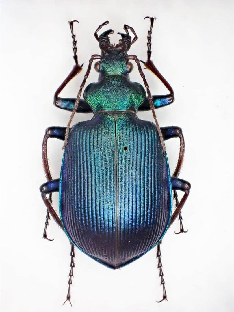 マダガスカルのカタビロオサムシ