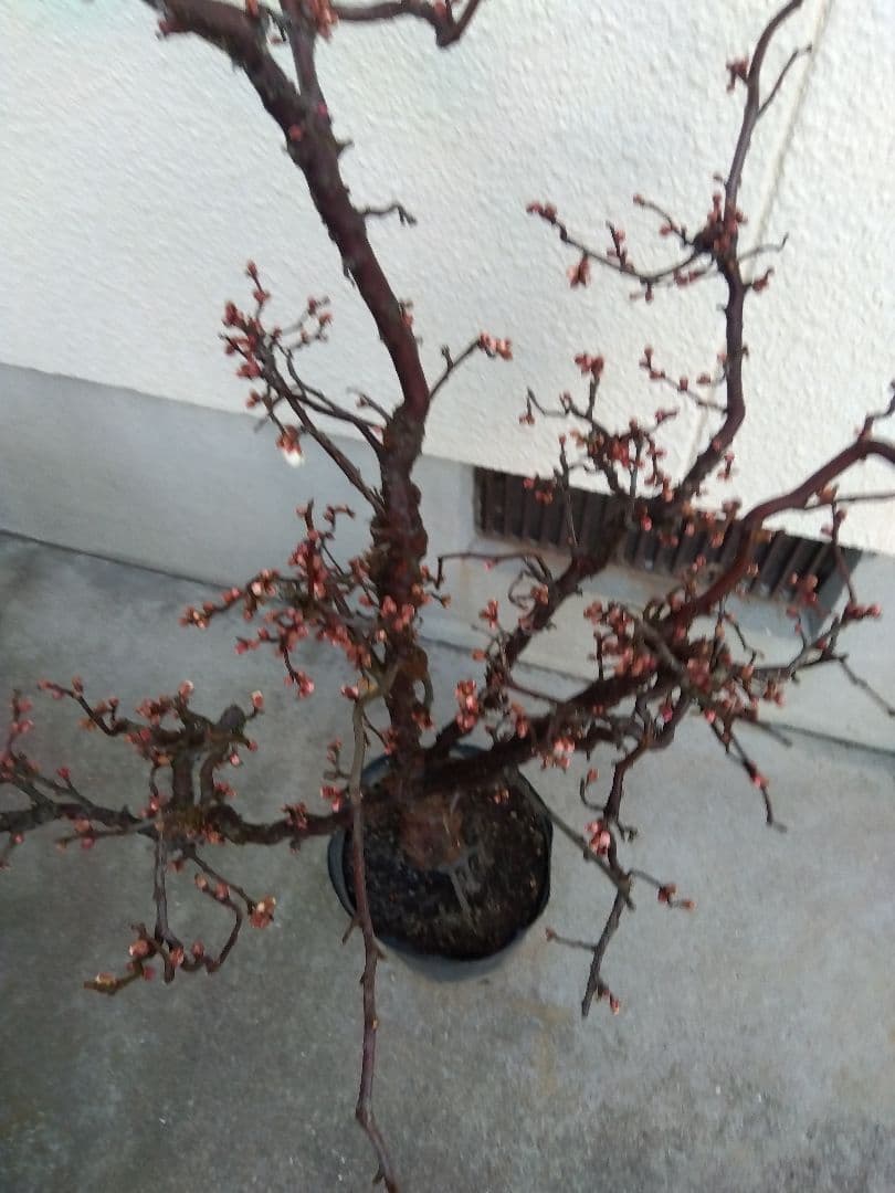 雲龍梅　古木　白花　７号ポットつき　特大❗　③