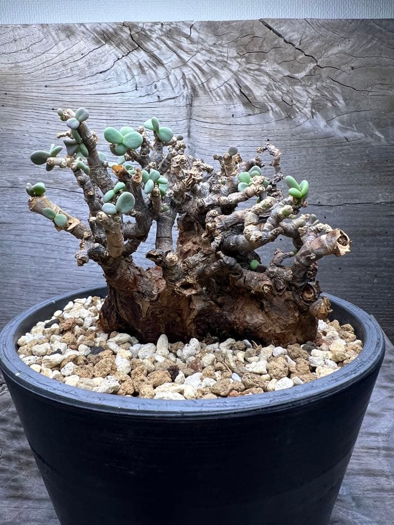 7*i様 発根済　ケラリアピグマエア　現地球