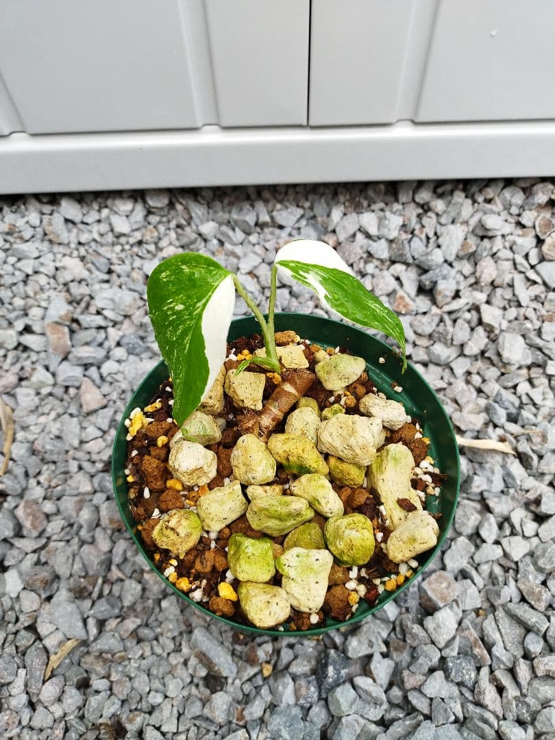 モンステラA3 デリシオーサホワイトティアーズ