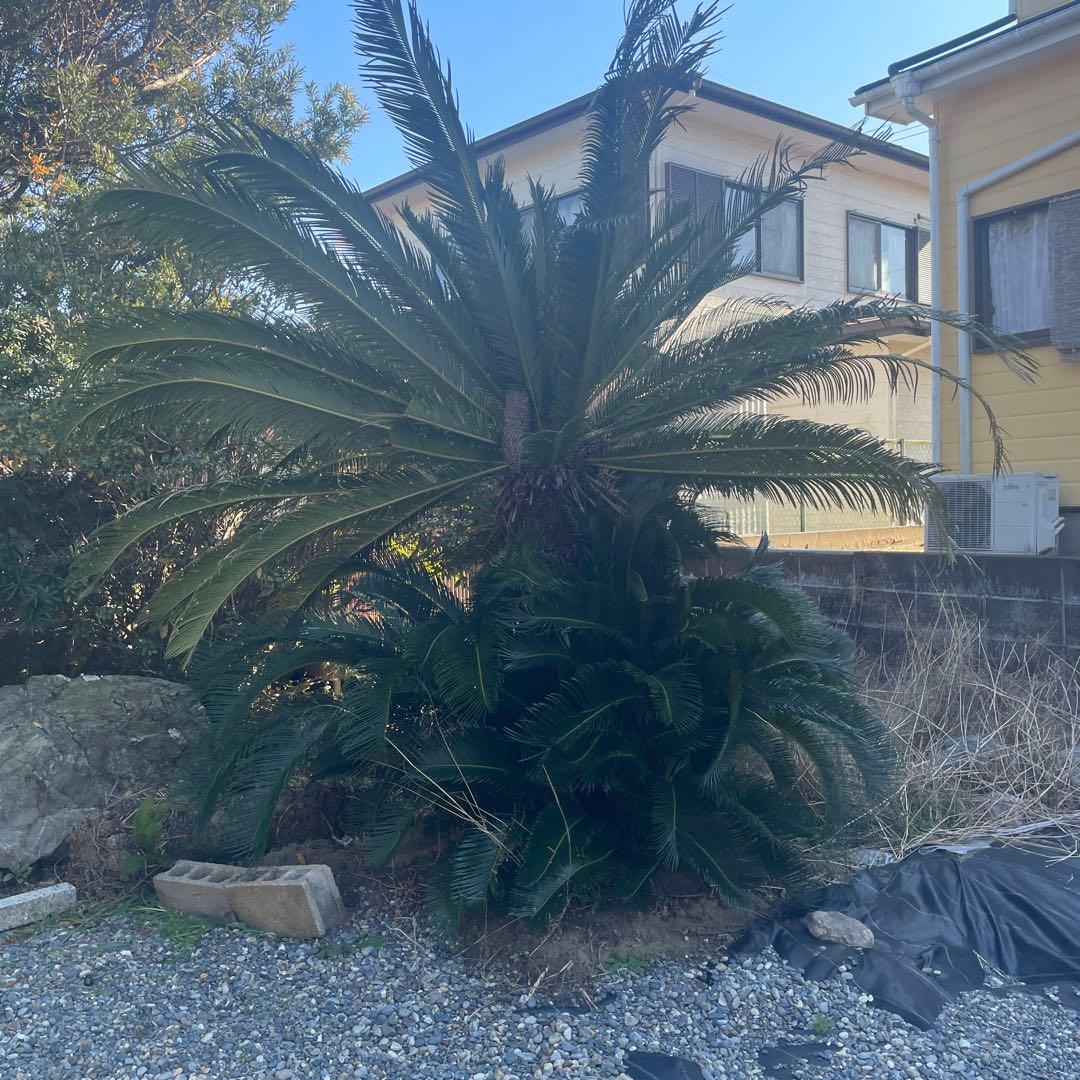 【現地受取できる方限定】ソテツ　蘇轍　植物 約2メートル