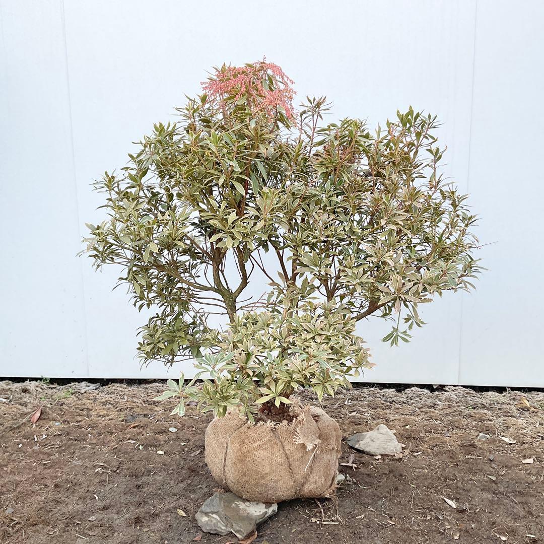 斑入りアセビ　/ 51