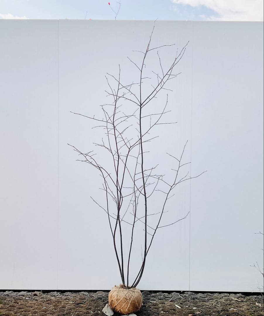 ジューンベリー　本株品/ 1028