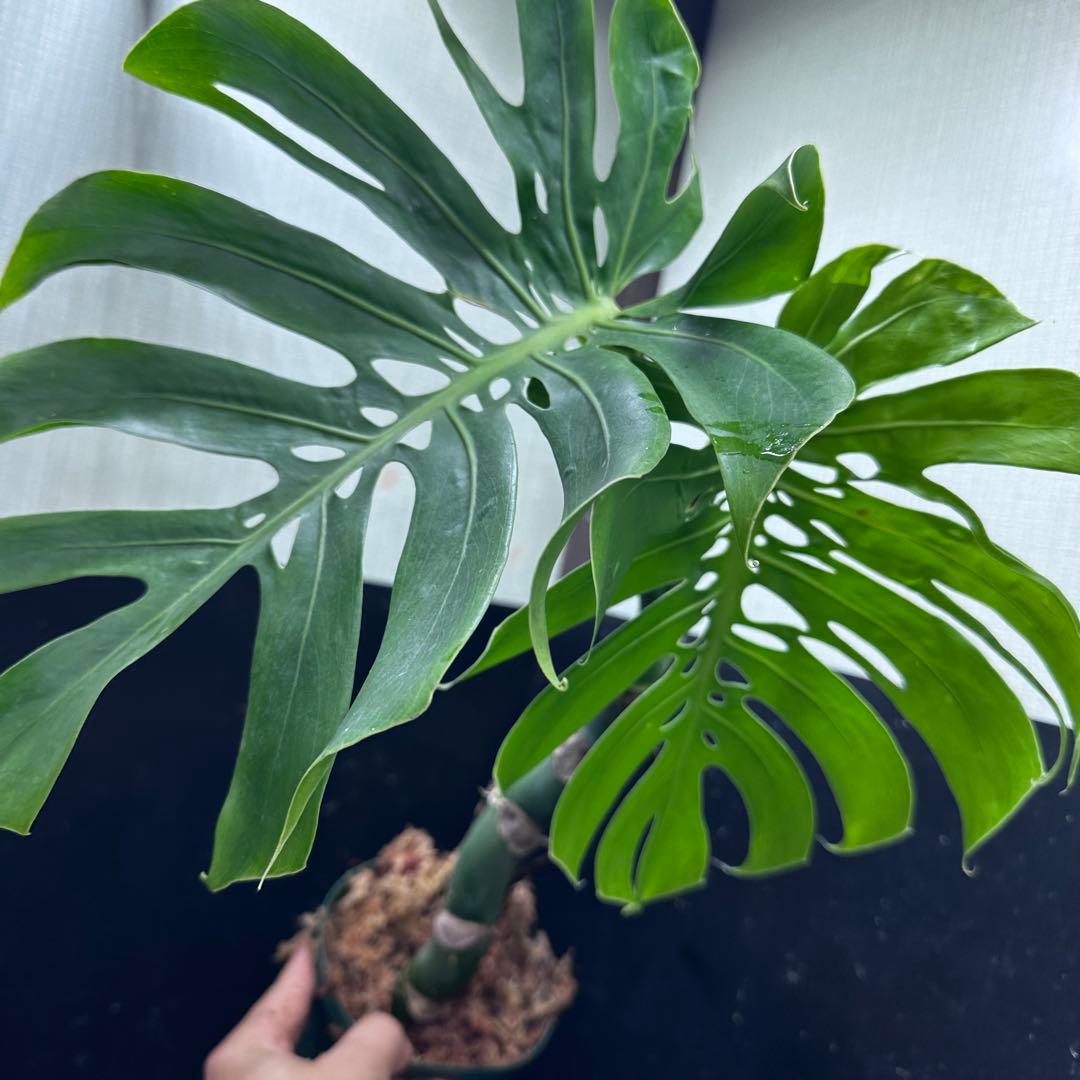 ミ*テ様 モンステラデリシオーサマクロコズム超希少系統鉢植え