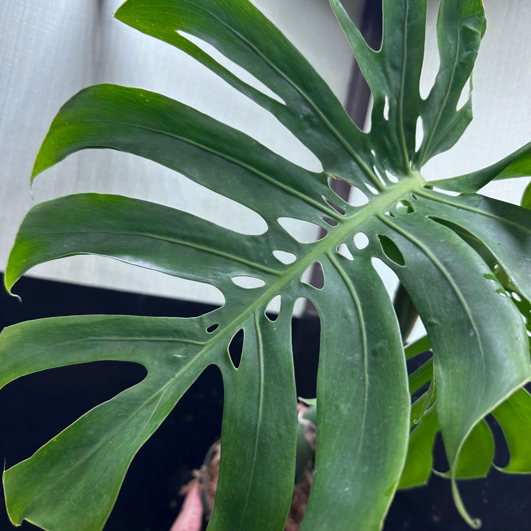 ミ*テ様 モンステラデリシオーサマクロコズム超希少系統鉢植え